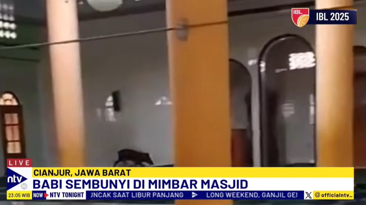 Seekor babi hutan masuk ke dalam Masjid Jami Arrahman, Cikalongkulon, Cianjur, Jawa Barat.