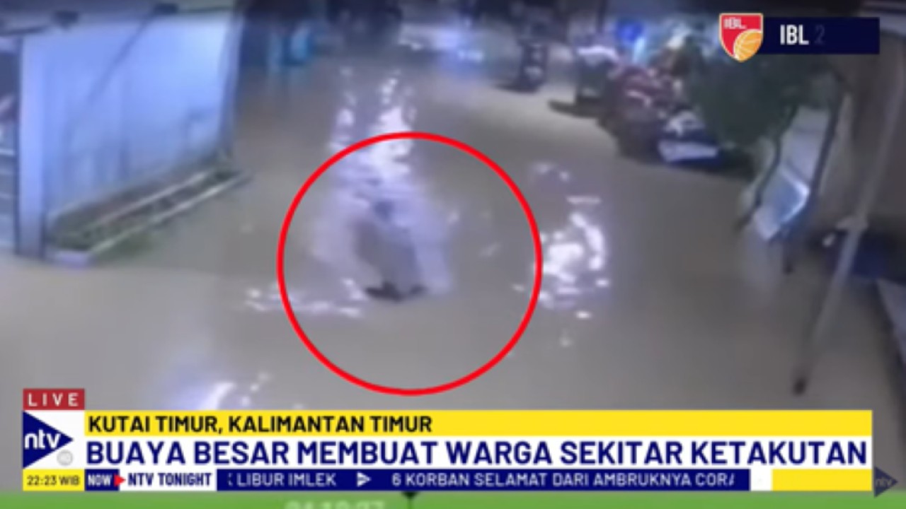 Buaya beukuran besar berkeliaran di halaman warga yang tergenang banjir di Kutai Timur