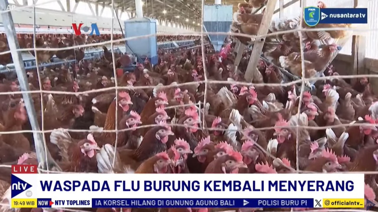 Virus flu burung menginfeksi puluhan warga Amerika Serikat.