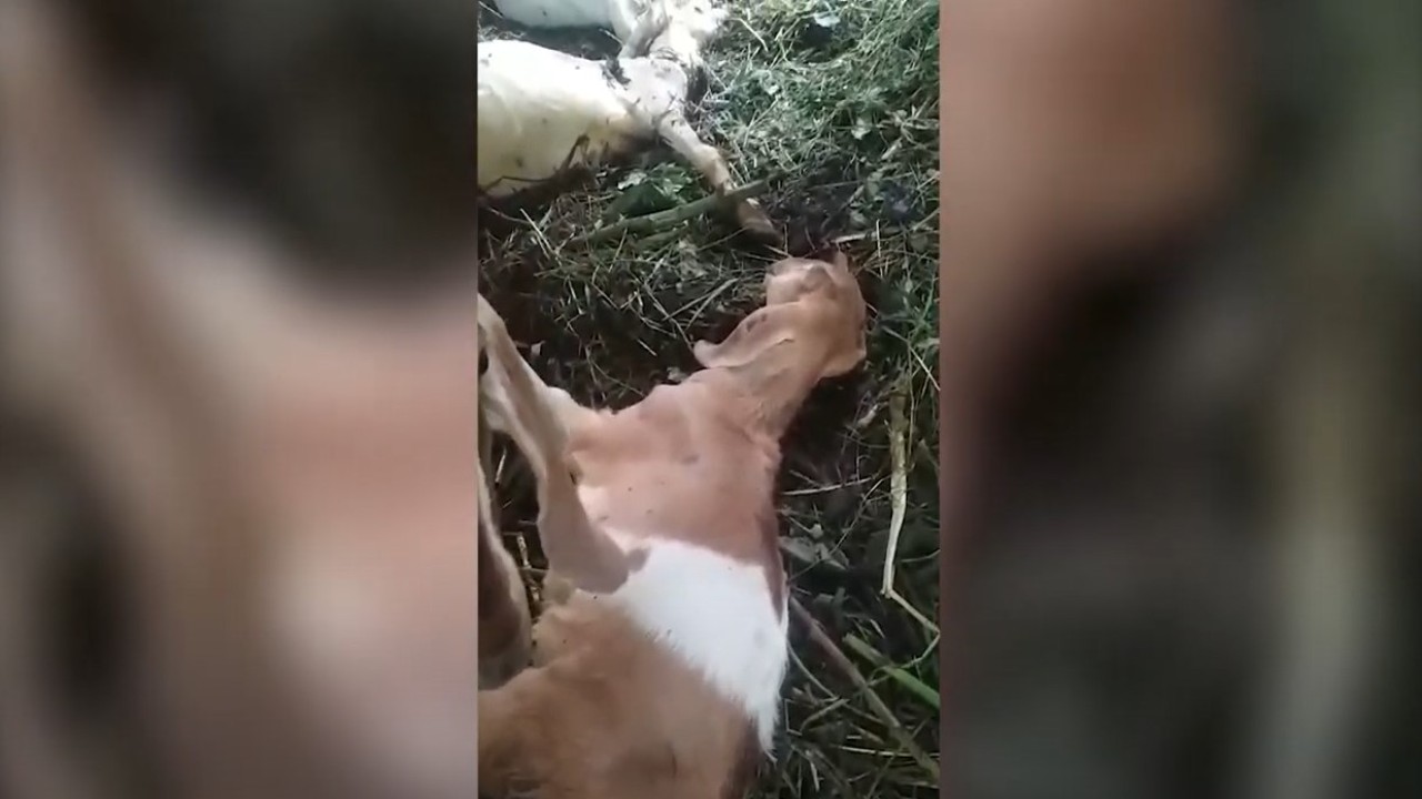 Puluhan kambing milik warga di Desa Pomahan, Kecamatan Pulung, Kabupaten Ponorogo, Jawa Timur, mendadak mati tanpa penyebab yang jelas.