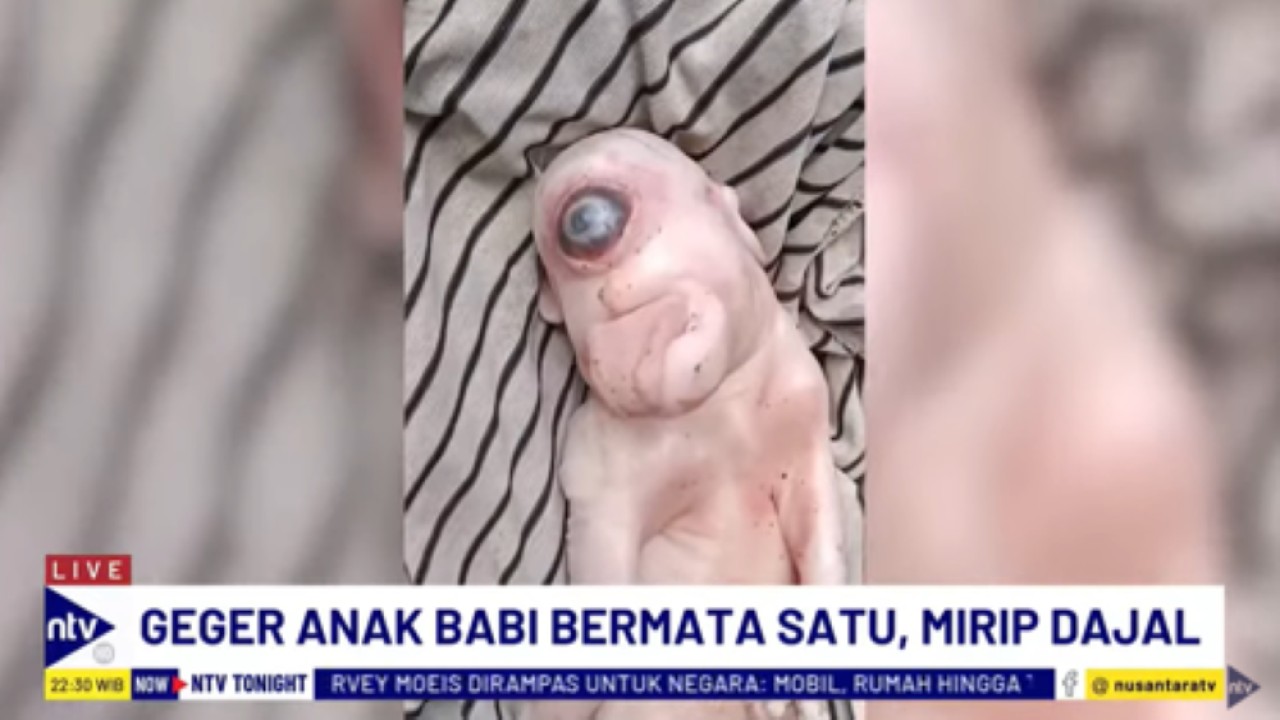 Seekor anak babi lahir dengan wujud aneh karena hanya memiliki satu mata dan satu telinga serta lidah seperti manusia