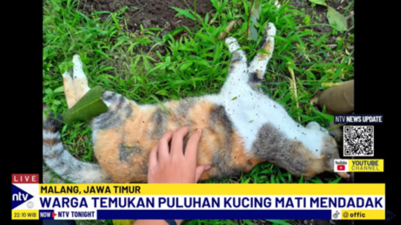 Puluhan kucing mati mendadak di Kota Malang, Jawa Timur