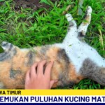 kucing-1739951641