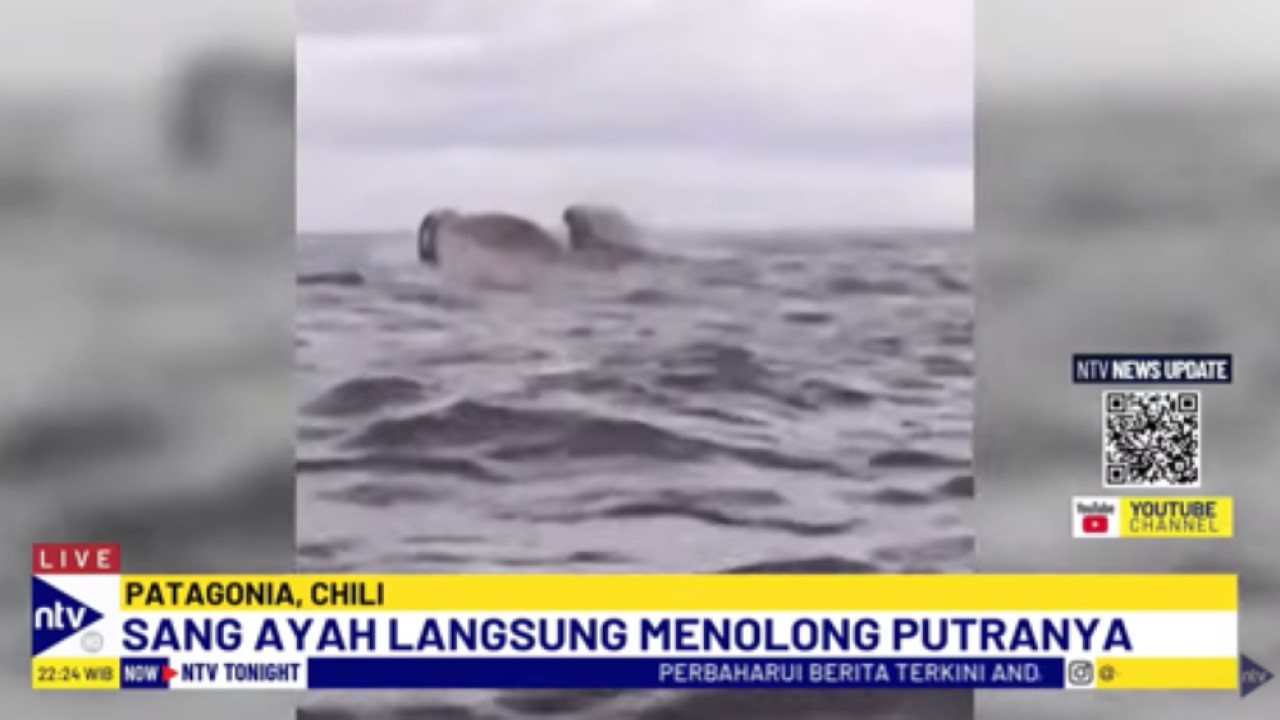 Seorang pendayung kayak pantai di Chilli ditelan ikan paus bungkuk