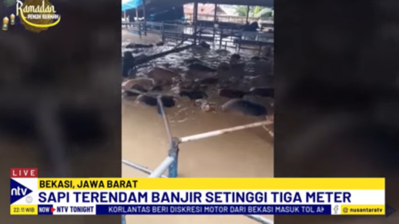 Puluhan sapi di rumah pemotongan hewan di Bekasi terendam banjir