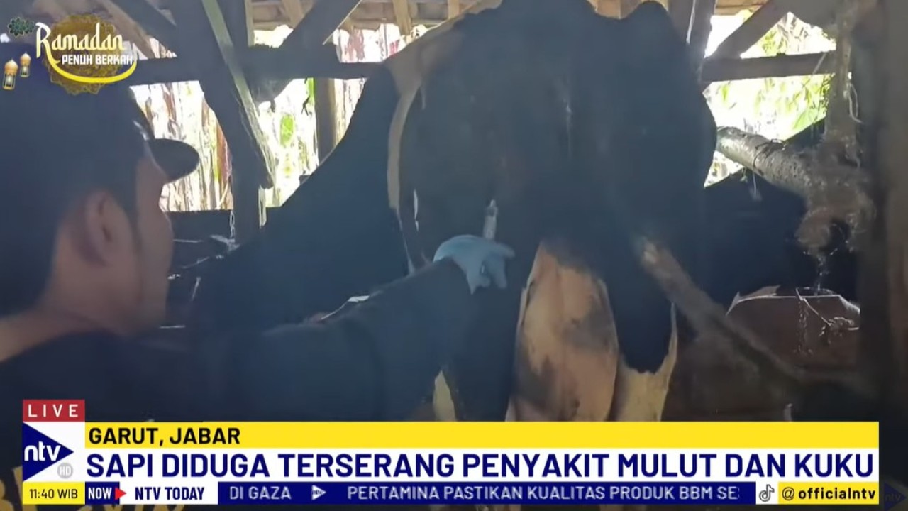 Belasan sapi perah milik warga di Garut, Jawa Barat, dilaporkan mati mendadak.