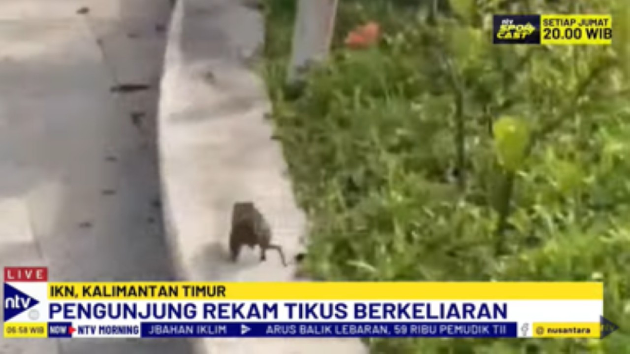 Tikus berkeliaran di kawasan inti pusat pemerintahan IKN
