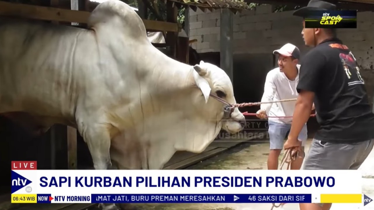 Presiden Prabowo Subianto memilih dua ekor sapi jenis Peranakan Ongole (PO) dari Kabupaten Bantul, DIY, sebagai hewan kurban tahun ini.