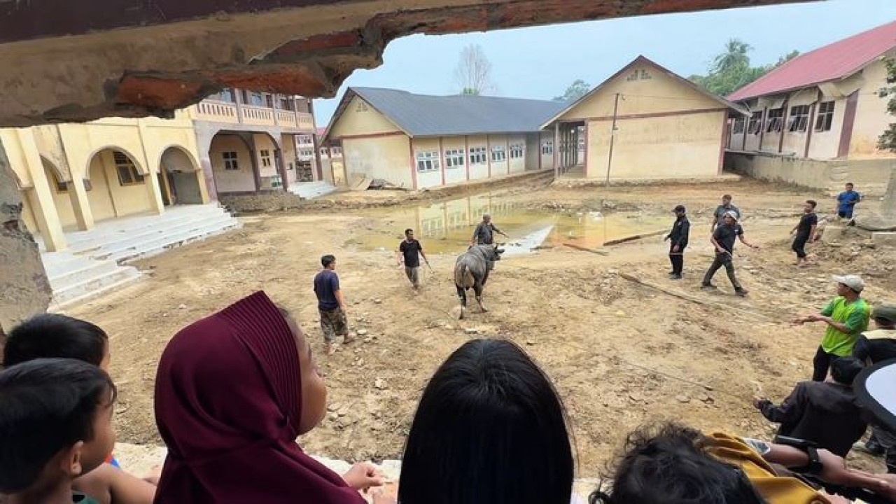 Presiden Prabowo sedekah 2 ekor sapi dan didistribusikan kepada para santri serta pengurus pondok pesantren Darul Mukhlisin, Aceh Tamiang, Aceh (Istimewa)