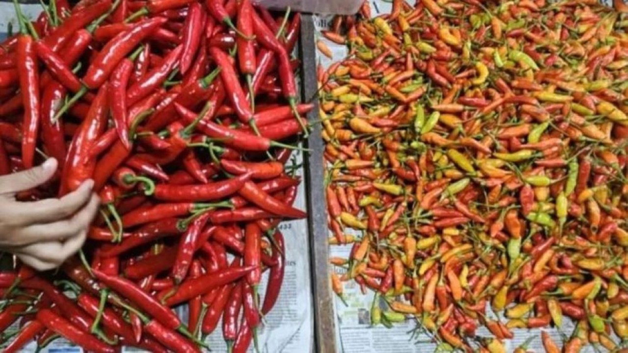 Ilustrasi - Komoditas cabai merah besar dan cabai rawit. ANTARA/Ananto Pradana (Antara)
