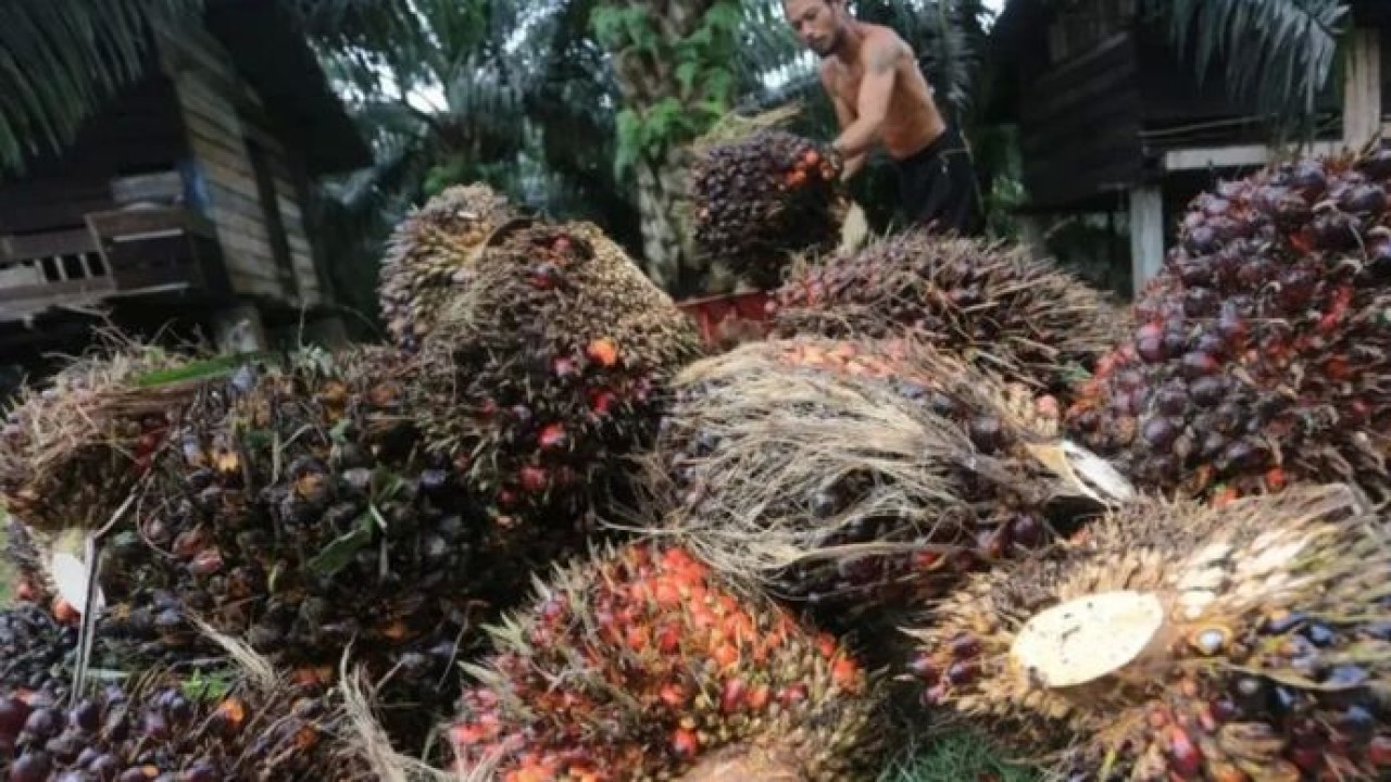 Ilustrasi: Petani mengangkut tandan buah segar (TBS) kelapa sawit seusai panen. ANTARA/Syifa Yulinnas (Antara)