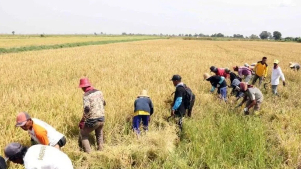Pertanian di Kalsel saat panen. ANTARA/Latif Thohir (Antara)