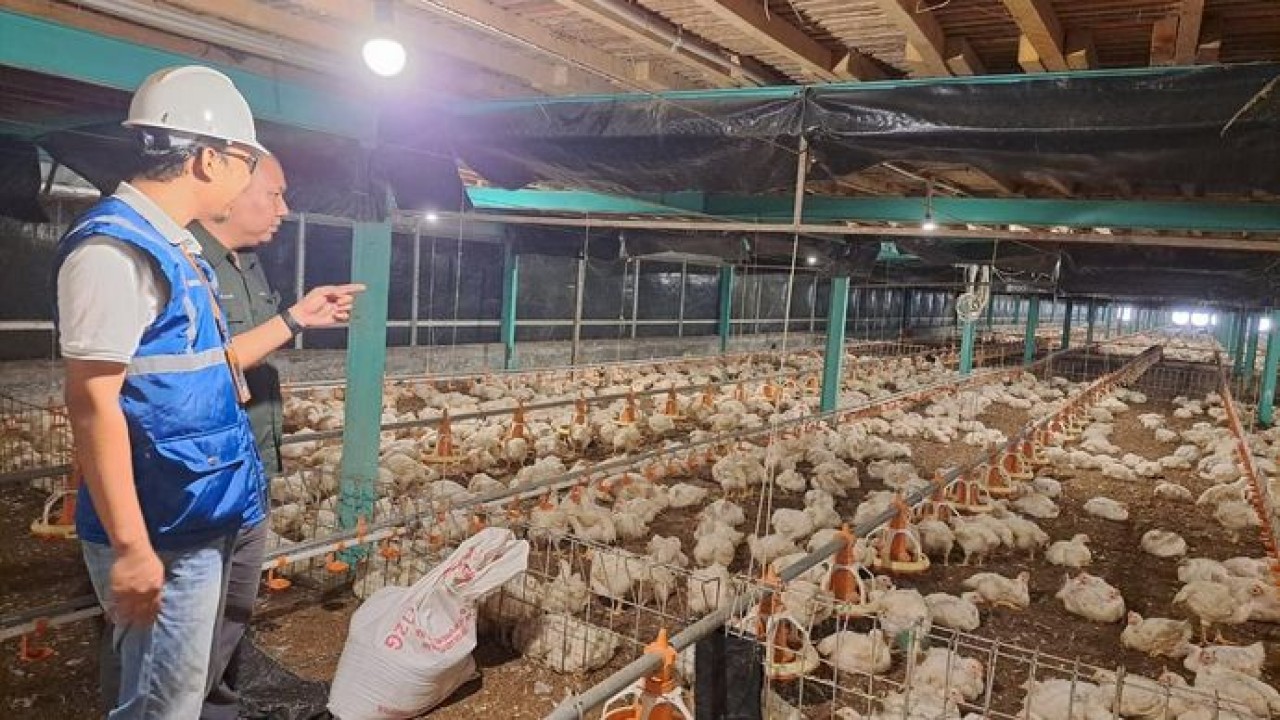 Kehadiran energi listrik yang andal dan terjangkau berdampak positif bagi daya beli masyarakat dan pertumbuhan ekonomi, salah satunya terhadap usaha pembibitan ayam di Muara Enim, Sumatera Selatan. (PLN)