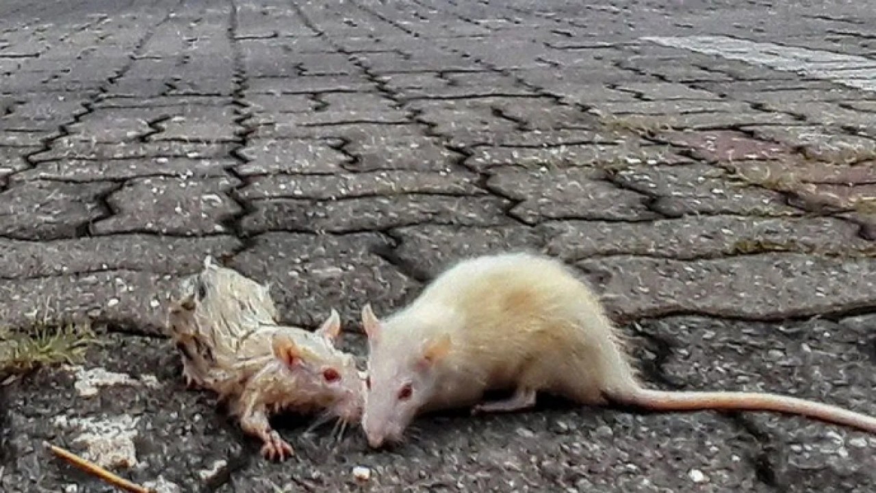 Ilustrasi - Hama tikus. ANTARA FOTO/Liem Mahesa Putra/hp/aa. (Antara)