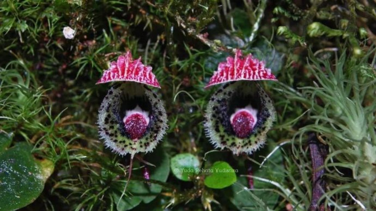 Corybas calopeplos, salah satu dari sepuluh spesies anggrek Indonesia yang baru didokumentasikan oleh Badan Riset dan Inovasi Nasional (BRIN) dan sejumlah mitra riset. ANTARA/HO-BRIN (Antara)
