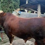 Sapi-1779782687