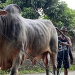 Sapi-1779969087