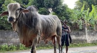 Sapi-1779969087