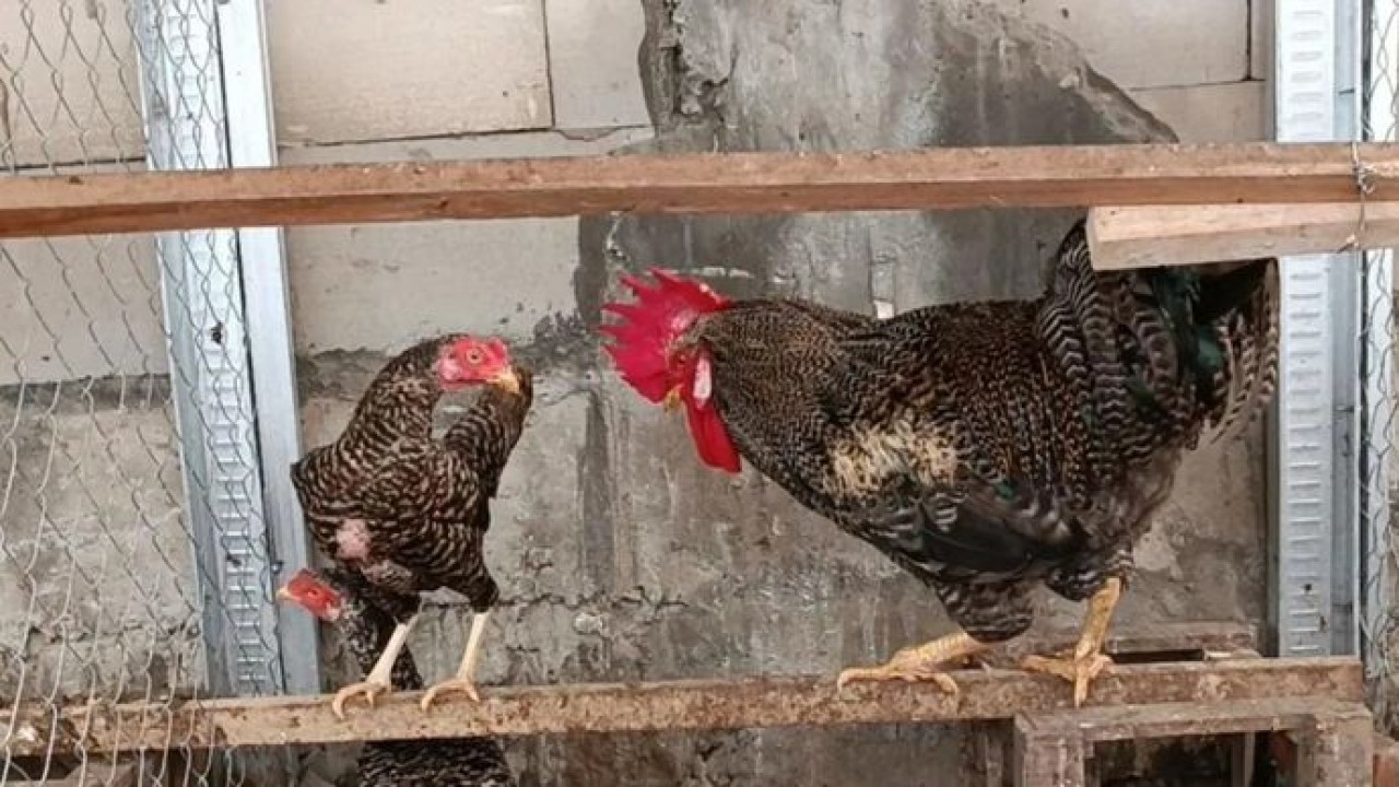 Konsep Sinergi Peternakan Ayam Kampung Petelur Unggul dan Maggot BSF oleh UGM dan BRIN sebagai solusi terhadap tantangan peternakan rakyat. (Antara)