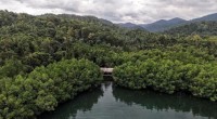 Hutan-1786418353