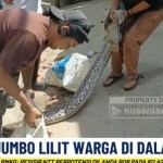 ntv highlight-1786343632