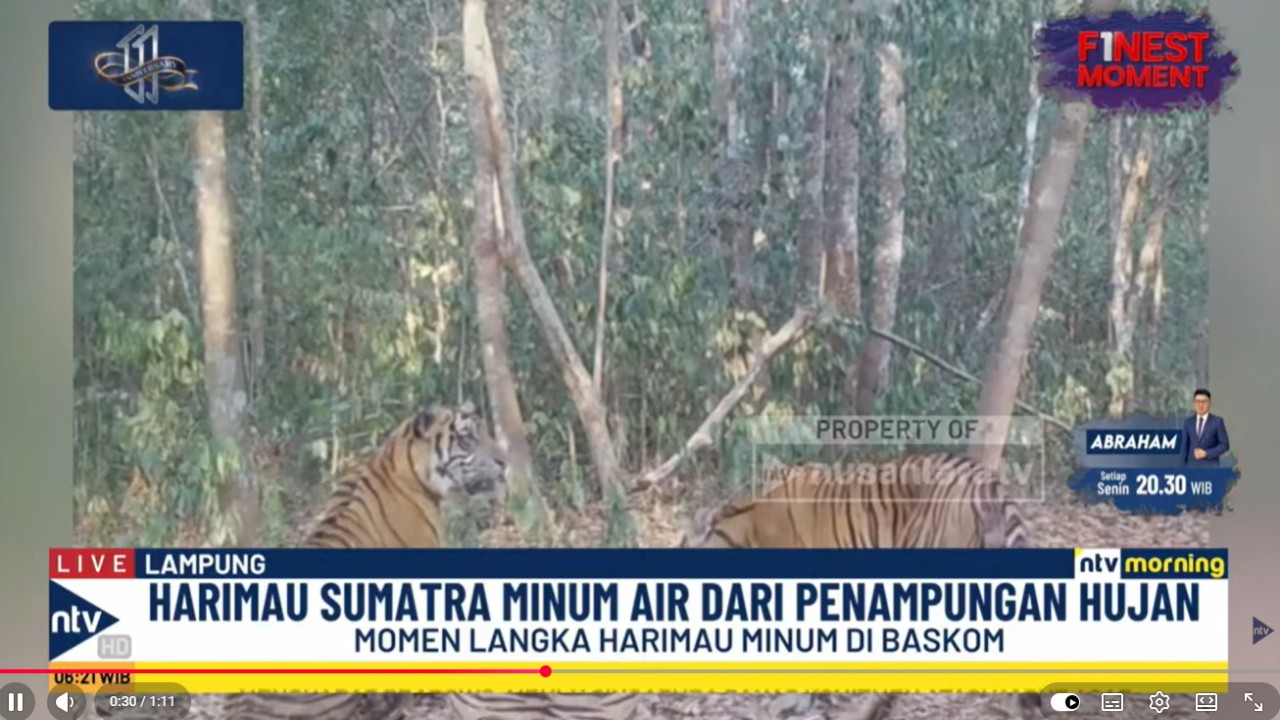Seekor induk Harimau Sumatra bersama tiga anaknya terekam kamera saat sedang minum dari baskom penampung air hujan di Taman Nasional Way Kambas, Lampung.
